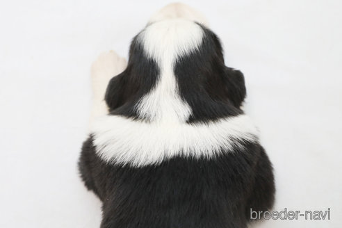 成約済の神奈川県のボーダーコリー-372872の4枚目